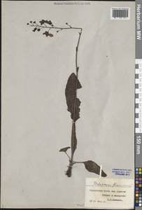 Verbascum phoeniceum L., Eastern Europe, Central forest-and-steppe region (E6) (Russia)