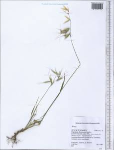 Avena, Middle Asia, Western Tian Shan & Karatau (M3) (Kyrgyzstan)