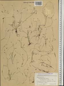 Ranunculus reptans L., Siberia, Western Siberia (S1) (Russia)