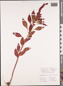 Amaranthus caudatus L., Eastern Europe, Middle Volga region (E8) (Russia)
