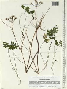 Chaerophyllum temulum L., Eastern Europe, Moscow region (E4a) (Russia)