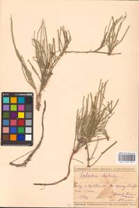 Ephedra distachya L., Eastern Europe, Middle Volga region (E8) (Russia)