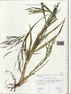 Panicum dichotomiflorum Michx., Eastern Europe, Belarus (E3a) (Belarus)