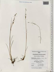 Juncus alpinoarticulatus subsp. rariflorus (Hartm.) Holub, Eastern Europe, Northern region (E1) (Russia)