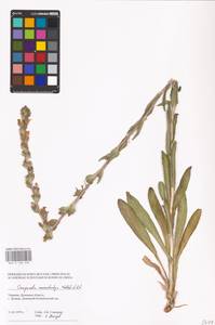 Campanula macrostachya Waldst. & Kit. ex Willd., Eastern Europe, South Ukrainian region (E12) (Ukraine)