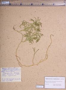 Diphasiastrum complanatum (L.) Holub, Siberia, Baikal & Transbaikal region (S4) (Russia)