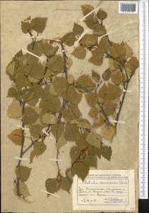 Betula pendula Roth, Middle Asia, Caspian Ustyurt & Northern Aralia (M8) (Kazakhstan)
