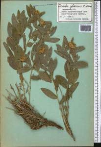 Inula glauca C. Winkl., Middle Asia, Pamir & Pamiro-Alai (M2) (Tajikistan)