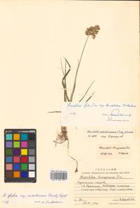 Anthoxanthum glabrum (Trin.) Veldkamp, Siberia, Russian Far East (S6) (Russia)