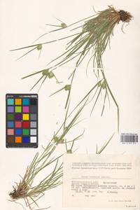 Carex bohemica Schreb., Eastern Europe, Lower Volga region (E9) (Russia)