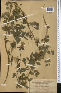 Codonopsis clematidea (Schrenk) C.B.Clarke, Middle Asia, Western Tian Shan & Karatau (M3) (Kazakhstan)