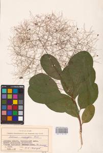 Cotinus coggygria Scop., Eastern Europe, South Ukrainian region (E12) (Ukraine)