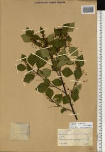 Betula pubescens subsp. pubescens, Eastern Europe, Northern region (E1) (Russia)