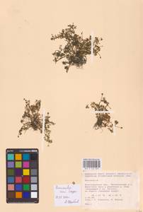 Ranunculus rionii Lagger, Eastern Europe, Lower Volga region (E9) (Russia)