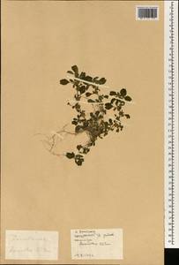 Amaranthus blitum L., South Asia, South Asia (Asia outside ex-Soviet states and Mongolia) (ASIA) (China)
