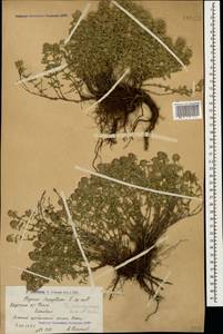 Thymus kotschyanus Boiss. & Hohen., Caucasus, Armenia (K5) (Armenia)
