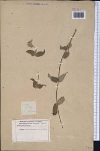 Mentha longifolia var. asiatica (Boriss.) Rech.f., Middle Asia, Kopet Dag, Badkhyz, Small & Great Balkhan (M1) (Turkmenistan)