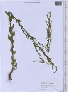 Chenopodium, Eastern Europe, Moscow region (E4a) (Russia)