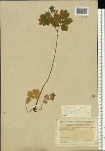 Chelidonium majus L., Eastern Europe, Volga-Kama region (E7) (Russia)