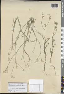 Bupleurum erubescens Boiss., South Asia, South Asia (Asia outside ex-Soviet states and Mongolia) (ASIA) (Turkey)