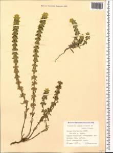 Sideritis montana subsp. montana, Caucasus, North Ossetia, Ingushetia & Chechnya (K1c) (Russia)