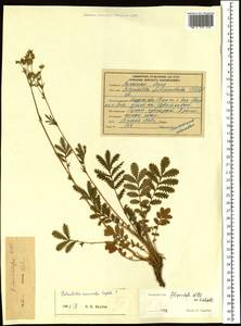 Potentilla tanacetifolia Willd. ex D. F. K. Schltdl., Siberia, Russian Far East (S6) (Russia)