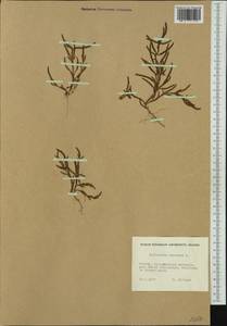 Salicornia europaea L., Western Europe (EUR) (Finland)