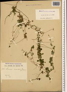 Linnaea borealis L., Caucasus, Krasnodar Krai & Adygea (K1a) (Russia)