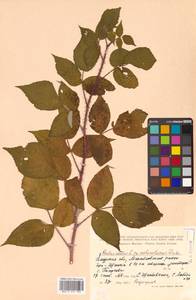 Rubus idaeus subsp. melanolasius Focke, Siberia, Russian Far East (S6) (Russia)