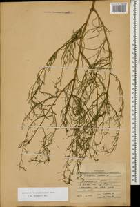 Artemisia arenaria DC., Caucasus, Dagestan (K2) (Russia)