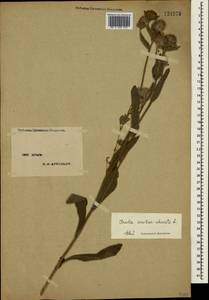 Pentanema oculus-christi (L.) D. Gut. Larr., Santos-Vicente, Anderb., E. Rico & M. M. Mart. Ort., Crimea (KRYM) (Russia)