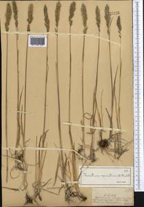 Koeleria spicata (L.) Barberá, Quintanar, Soreng & P.M.Peterson, Middle Asia, Dzungarian Alatau & Tarbagatai (M5) (Kazakhstan)