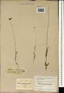 Papaver armeniacum subsp. armeniacum, Caucasus (no precise locality) (K0)