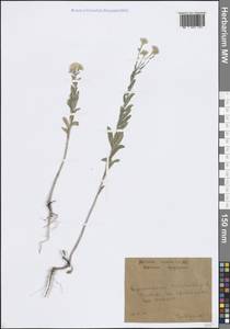 Berteroa incana (L.) DC., Eastern Europe, Central forest-and-steppe region (E6) (Russia)