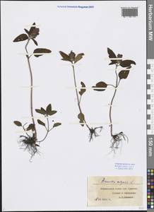 Prunella vulgaris L., Eastern Europe, Central forest-and-steppe region (E6) (Russia)