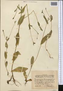 Acanthocephalus benthamianus Regel & Schmalh., Middle Asia, Western Tian Shan & Karatau (M3) (Uzbekistan)