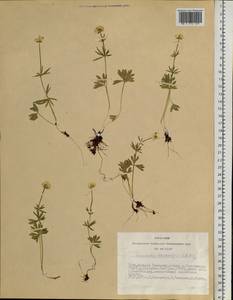 Ranunculus lasiocarpus C. A. Mey., Siberia, Altai & Sayany Mountains (S2) (Russia)