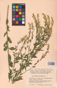 Genista tinctoria L., Eastern Europe, Central forest-and-steppe region (E6) (Russia)