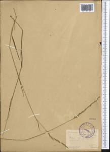 Piptatherum holciforme (M.Bieb.) Roem. & Schult., Middle Asia, Pamir & Pamiro-Alai (M2) (Tajikistan)