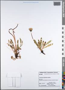 Taraxacum ceratophorum (Ledeb.) DC., Siberia, Central Siberia (S3) (Russia)