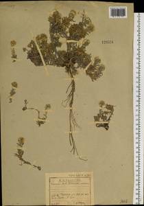 Alyssum lenense Adams, Siberia, Baikal & Transbaikal region (S4) (Russia)