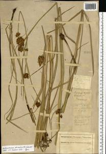 Bolboschoenus planiculmis (F.Schmidt) T.V.Egorova, Eastern Europe, South Ukrainian region (E12) (Ukraine)