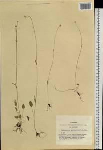 Ranunculus pulchellus C. A. Mey., Siberia, Altai & Sayany Mountains (S2) (Russia)