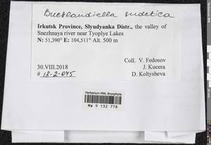 Bucklandiella sudetica (Funck) Bedn.-Ochyra & Ochyra, Bryophytes, Bryophytes - Baikal & Transbaikal regions (B18) (Russia)