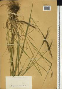 Elymus gmelinii (Trin.) Tzvelev, Siberia, Western (Kazakhstan) Altai Mountains (S2a) (Kazakhstan)