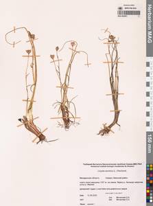 Gagea serotina (L.) Ker Gawl., Siberia, Chukotka & Kamchatka (S7) (Russia)