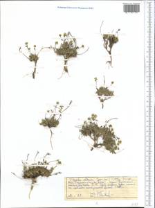 Draba altaica (C. A. Mey.) Bunge, Middle Asia, Pamir & Pamiro-Alai (M2) (Tajikistan)