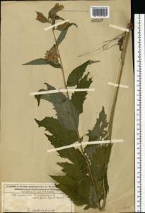 Campanula trachelium L., Eastern Europe, Volga-Kama region (E7) (Russia)