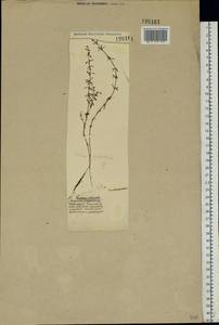 Galium palustre L., Eastern Europe (no precise locality) (E0) (Not classified)