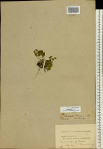 Alchemilla litwinowii Juz., Eastern Europe, Central forest region (E5) (Russia)